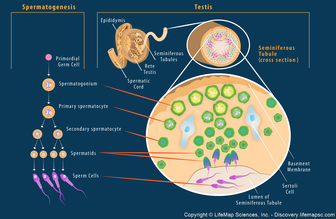 Образуването на сперматозоиди - сперматогенеза