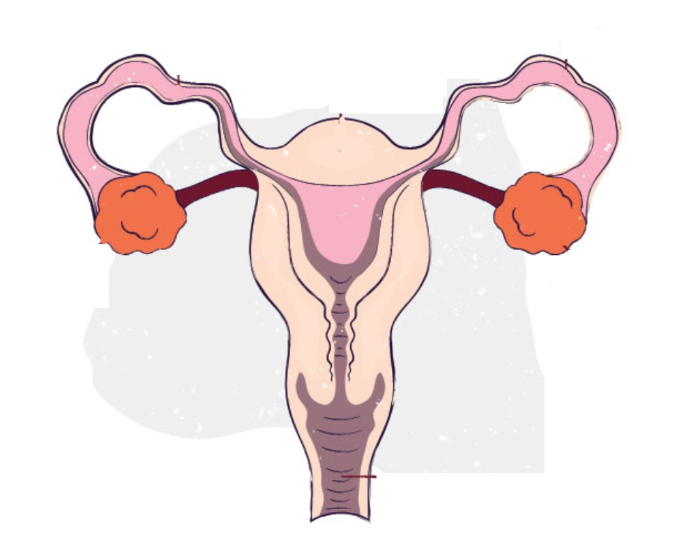 Как работи репродуктивната система на жените?