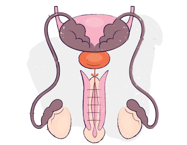 Как работи мъжката репродуктивната система?